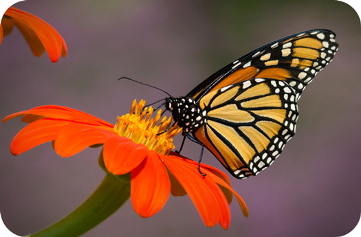 Butterfly Symbolism in Tarot