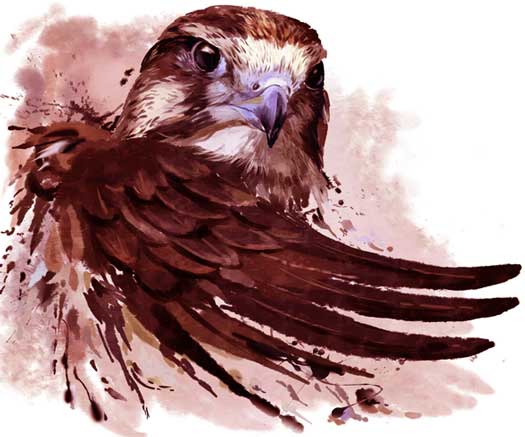 Falcon Meaning In Tarot