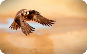 Falcon Meaning In Tarot