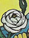 Fool Tarot Card Meaning of Rose