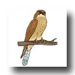 Nine Pentacles Falcon